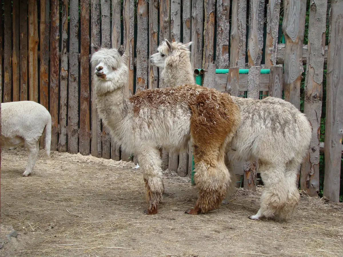 ZOOPARK Doksy